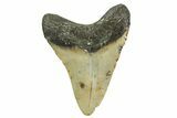 Fossil Megalodon Tooth - North Carolina #361698-1